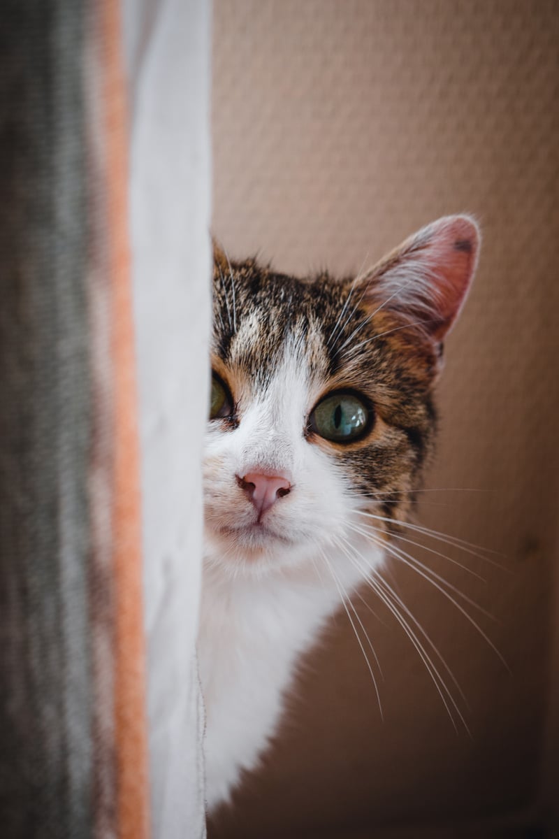 Close Up Shot of a Cat